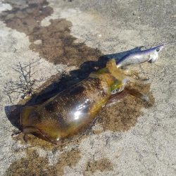 越前海岸でエギング